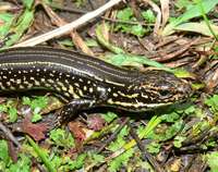 : Eulamprus leuraensis; Blue Mountains Water Skink