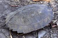 Asian leaf turtle
