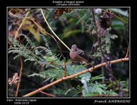 Uragus sibiricus Long-tailed Rosefinch