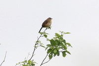 ヒゲクサムシクイ Moustached Grass-Warbler Melocichla mentalis