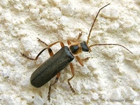Cantharis nigricans