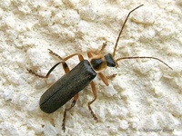 Cantharis nigricans