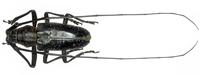 Pelargoderus stellatus