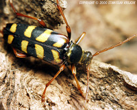 Leptura aurulenta - Hornet Beetle