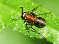 Formica rufa - Red Wood Ant