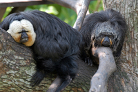 White-faced saki (Pithecia pithecia)