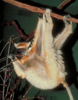 Golden-crowned sifaka (Propithecus tattersalli)