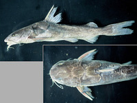 Aspistor quadriscutis, Bressou sea catfish: fisheries