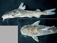 Aspistor quadriscutis, Bressou sea catfish: fisheries