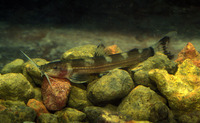 Amphilius atesuensis, :