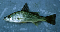 Lates microlepis, Forktail lates: fisheries, gamefish