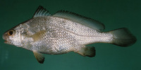 Johnius belangerii, Belanger's croaker: fisheries