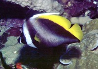 Heniochus singularius, Singular bannerfish: fisheries, aquarium