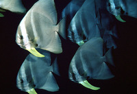 Platax teira, Tiera batfish: fisheries, gamefish, aquarium