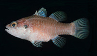 Fowleria aurita, Crosseyed cardinalfish: