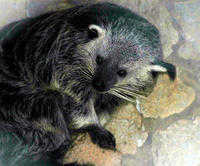 Image of: Arctictis binturong (binturong)