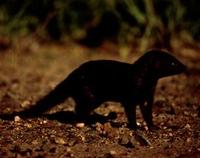 Image of: Helogale parvula (dwarf mongoose)