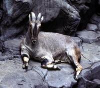 Image of: Hemitragus jemlahicus (Himalayan tahr)