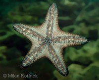 Protoreaster linckii - Red Knob Seastar