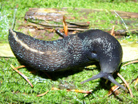 Limax cinereoniger