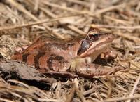 Rana dalmatina - Agile Frog