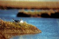 Xema sabini - Sabine's Gull