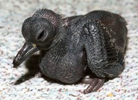 Goura cristata - Western Crowned-Pigeon