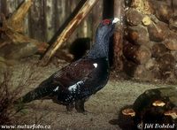 Tetrao urogallus - Western Capercaillie