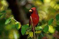 Cardinalis cardinalis - Northern Cardinal