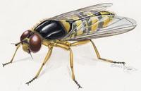 Image of: Allograpta obliqua