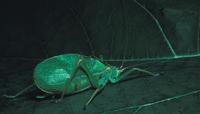 Image of: Pterophylla camellifolia (common true katydid)