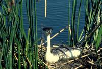 Aechmophorus occidentalis - Western Grebe