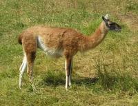 Lama guanicoe - Guanaco