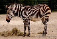 Equus zebra hartmannae - Hartmann's Zebra