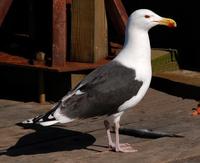 Image of: Larus marinus (great black-backed gull)