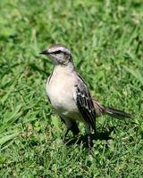 Image of: Mimus saturninus (chalk-browed mockingbird)