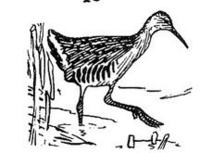 Image of: Rallus longirostris (clapper rail)