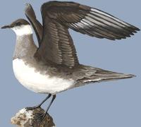 Image of: Stercorarius parasiticus (parasitic jaeger;arctic jaeger)