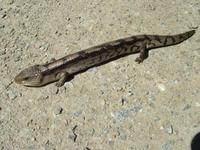 Tiliqua nigrolutea - Blotched Blue-Tongued Lizard