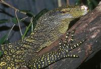 Varanus salvadorii - Crocodile Monitor