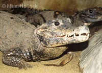 Osteolaemus tetraspis - African Dwarf Crocodile