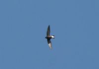 Silver-backed Needletail - Hirundapus cochinchinensis