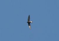 Silver-backed Needletail - Hirundapus cochinchinensis