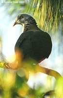 Nilgiri Wood Pigeon - Columba elphinstonii