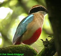 Fairy Pitta - Pitta nympha