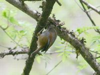 Brown-throated Fulvetta - Alcippe ludlowi