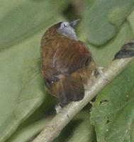 Crescent-chested Babbler - Stachyris melanothorax