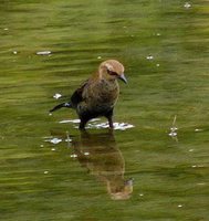 Rusty Blackbird - Euphagus carolinus