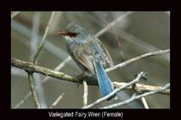 Variegated Fairy-wren