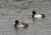 Lesser Scaup - Aythya affinis